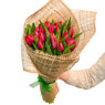 Tulipa