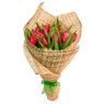 Tulipa